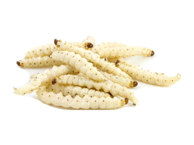 Bamboo Worms 250g